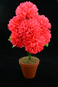 Hot Pink Carnation-Mum Bush x7  (Lot of 1) SALE ITEM